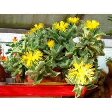 Tiger's Jaws 1 Plants Faucaria tigrina Succulents Hardy Sharks